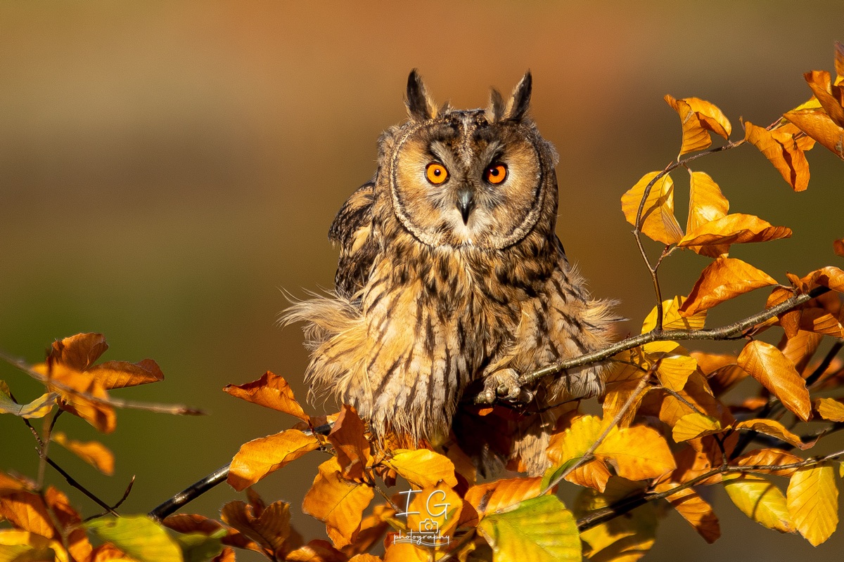 1DX43867 21 november 2021 1342 01